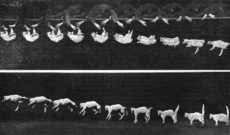 Канонические фотографии падающей кошки, которые сделал в 1894 году французский физиолог Этьен-Жюль Марей. Изображения следует читать слева направо, сверху вниз. Впоследствии Марей смонтировал из этих фото короткометражный фильм, который можно считать первым изображением живой кошки в кинематографе.