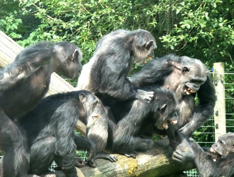 Драка шимпанзе в зоопарке города Дадли (Англия)