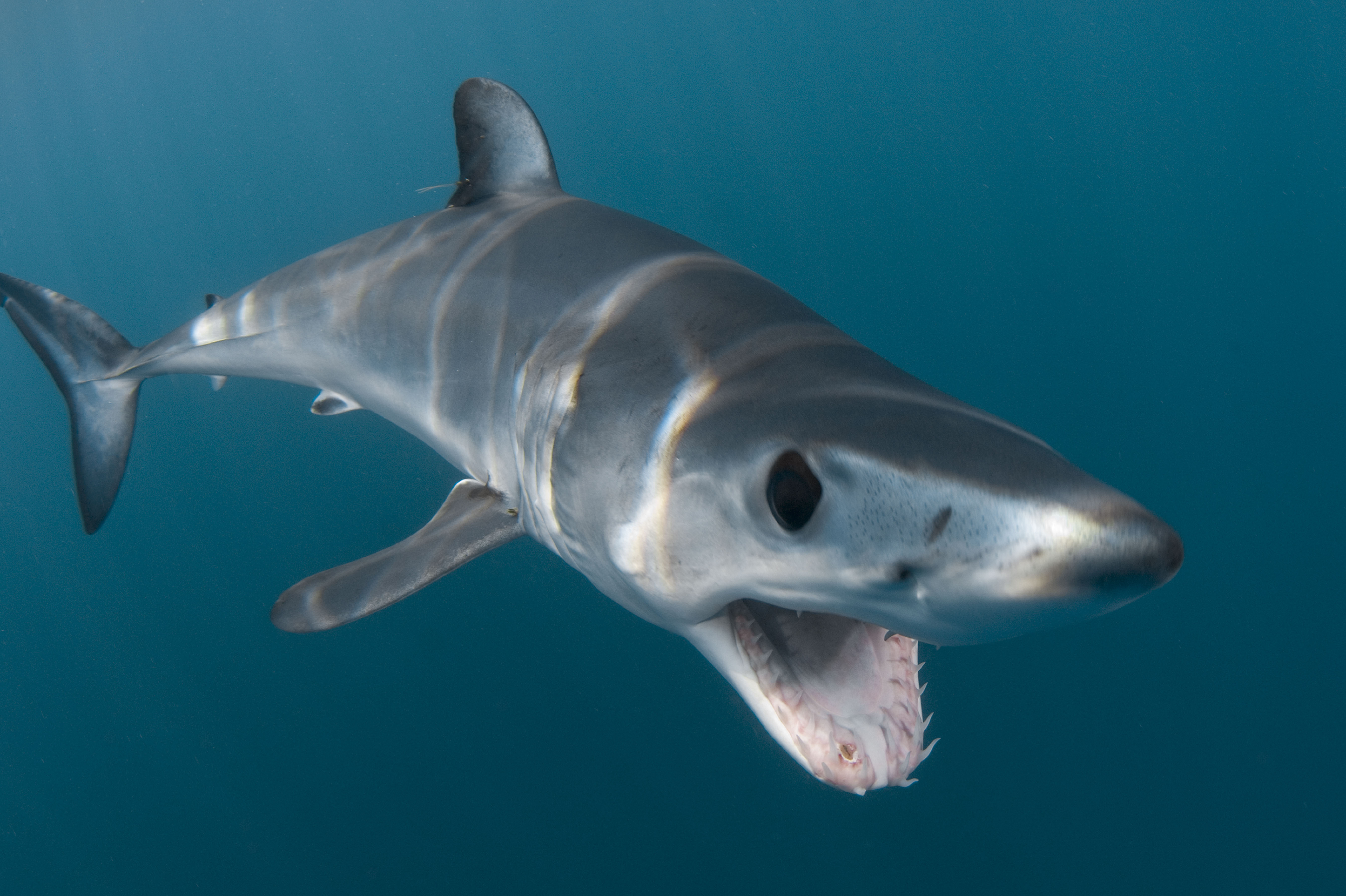 Акула мако опасна ли для человека. Акула мако. Сельдевая акула мако. Isurus oxyrinchus акула мако. Серо голубая акула мако.