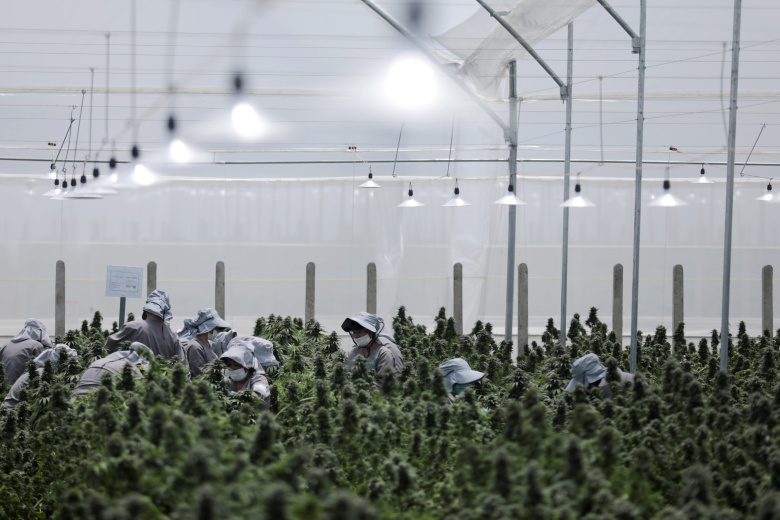 Работники компании по производству медицинской марихуаны Clever Leaves, Колумбия. Фото: Luisa Gonzalez / Reuters