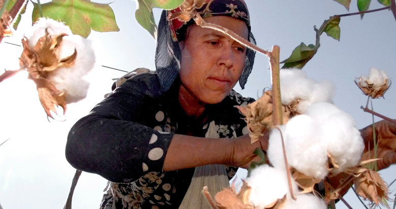 Узбекские хлопкоробы собирают урожай.