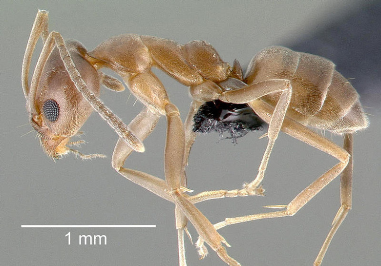 Аргентинский муравей (Linepithema humile)