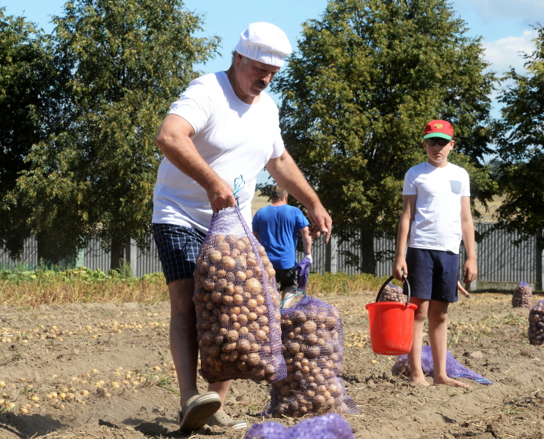 Президент Белоруссии Александр Лукашенко с сыном Николаем во время сбора урожая картофеля и бахчевых в официальной резиденции «Дрозды».