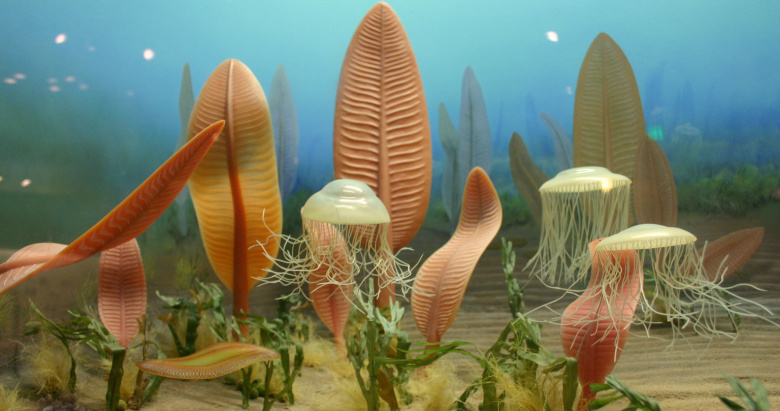 На заре жизни: эти организмы обычно называют эдиакарской биотой — в честь холмов Эдиакара в южной Австралии, где впервые были обнаружены докембрийские окаменелости