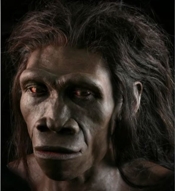 Homo erectus (художественная реконструкция)