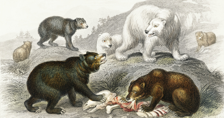 Медведи. Картинка из книги Оливера Голдсмита "История Земли и живой природы" (1820)