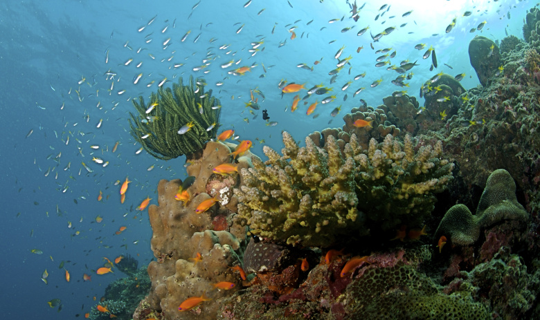 Бизнес-центр: коралловый риф в Андаманском море – пространство сложнейших деловых взаимодействий