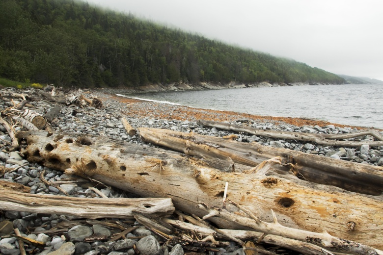 Сплав леса в Канаде. Фото: Global Look Press