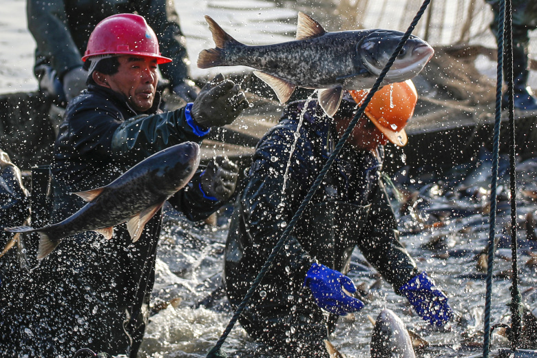 Добыча рыбы в Китае. Фото: Reuters