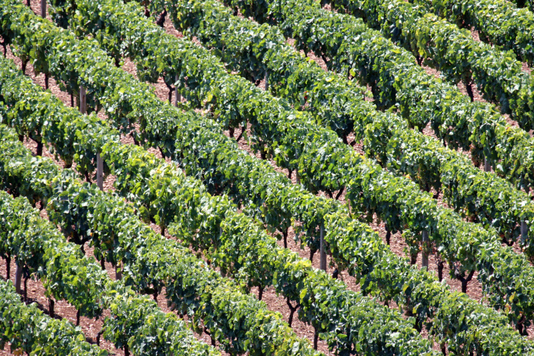 Виноградник в Локоротондо, Апулия. Фото: wikipedia.org