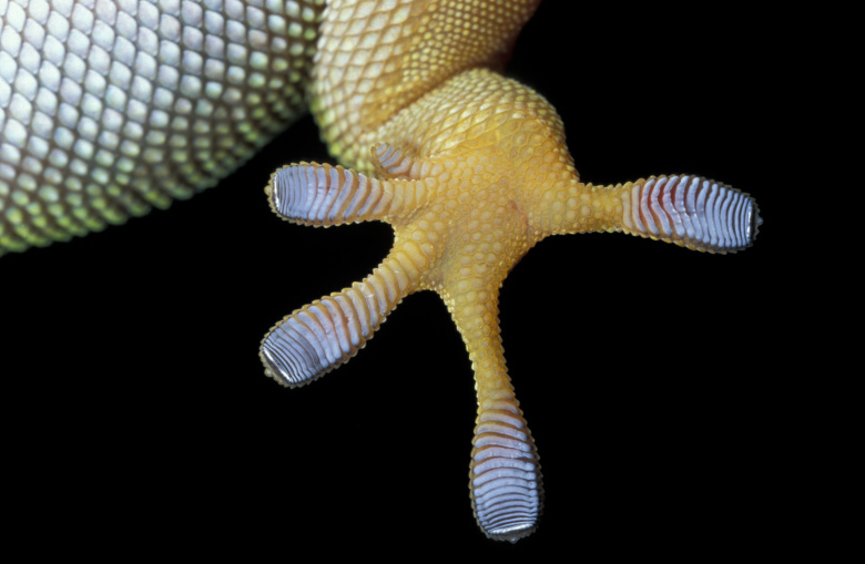 Мадагаскарский геккон.
