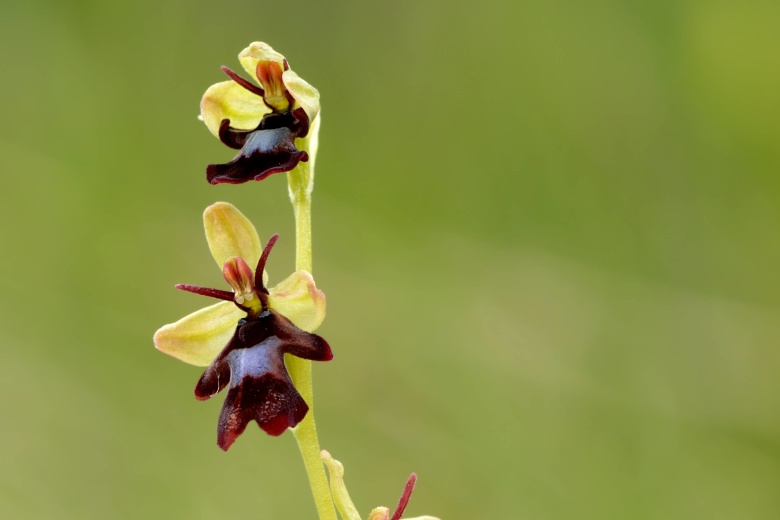 "Орхидеи рода Ophrys, подобно растительным сиренам, завлекают насекомых, облачаясь в лучшие наряды: формой и цветом похожие на пчел, они даже испускают ложные феромоны..."