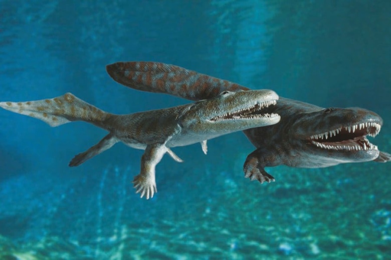 Акантостега, жившая 380–360 млн лет назад, была одним из первых животных,  отрастивших конечности, вышедших из воды и научившихся (кое-как) передвигаться по суше