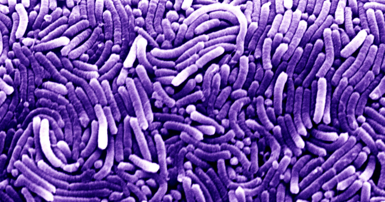 Бактерии Хеликобактер пилори. Иллюстрация: David Gregory, Debbie Marshall / wellcomeimages