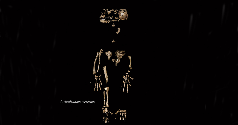Скелет Ardipithecus ramidus. Фото: Reuters