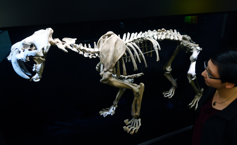 Реконструкция скелета саблезубой кошки гомотерия на выставке «Изменения климата — движущая сила эволюции» в Музее первобытной истории в Галле (Германия), 2017 г. До недавнего времени считалось, что именно климатические изменения были основной причиной вымирания крупных животных до появления человека современного типа.