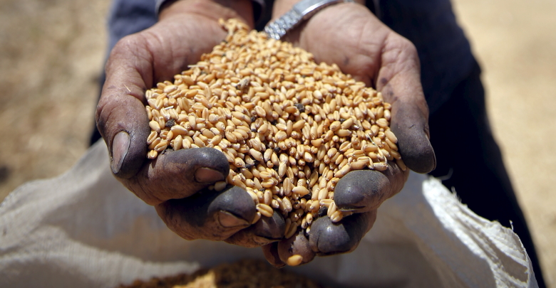 Сбор пшеницы в Египте.