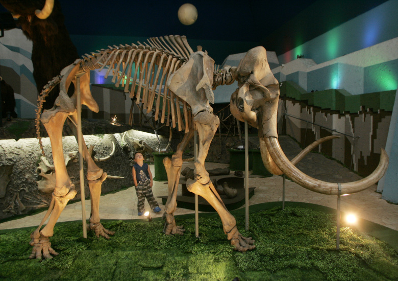 Скелет мамонта, найденного в Сибири, в музее. Фото: Sergei Karpukhin / Reuters