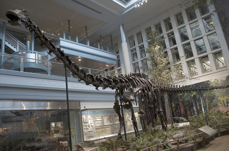 Скелет диплодока Карнеги в Музее естественной истории Карнеги. Фото: ScottRobertAnselmo / Wikipedia