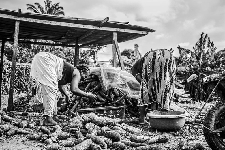 Уборка маниока. Кот-д'Ивуар, 2017