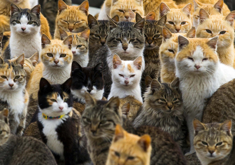 Кошки японского острова Аошима. Кошек когда-то специально завезли на остров для того, чтобы они ловили мышей, которые портили сети рыбаков
