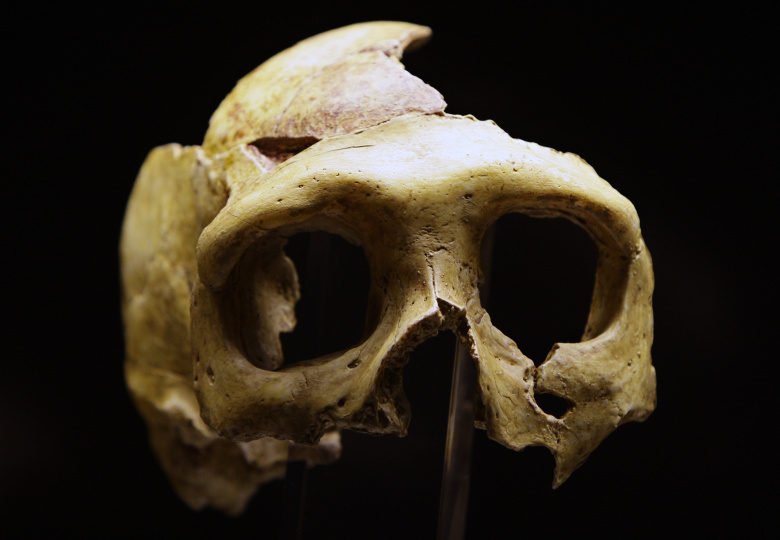 Череп неандертальца. Фото: Nikola Solic / Reuters