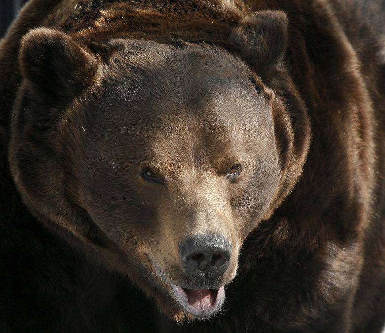 Мeдведь в зоопарке Красноярска