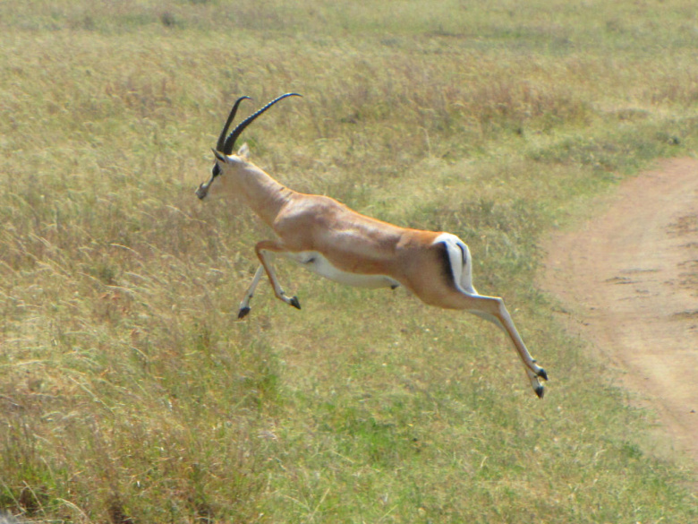 Сигнальная теория: самые сильные и быстрые антилопы высоко подпрыгивают, чтобы показать хищникам свою мощь и ловкость. "Охотиться на меня бесполезно!"