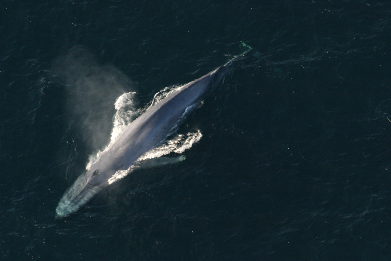 Синий кит. Фото: NOAA / Reuters