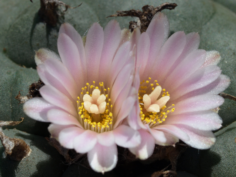 Цветение галлюциногенного кактуса пейот (Lophophora williamsii)