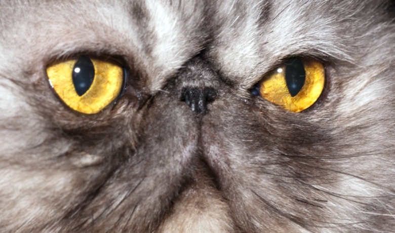 У персидских кошек (на фото) целый ряд заболеваний встречается значительно чаще по сравнению с другими породами. Многие из этих недугов, вероятно, связаны с формой черепа. Несколько европейских ветеринаров даже предложили ввести законодательный запрет на разведение кошек, у которых нос расположен выше нижнего века.