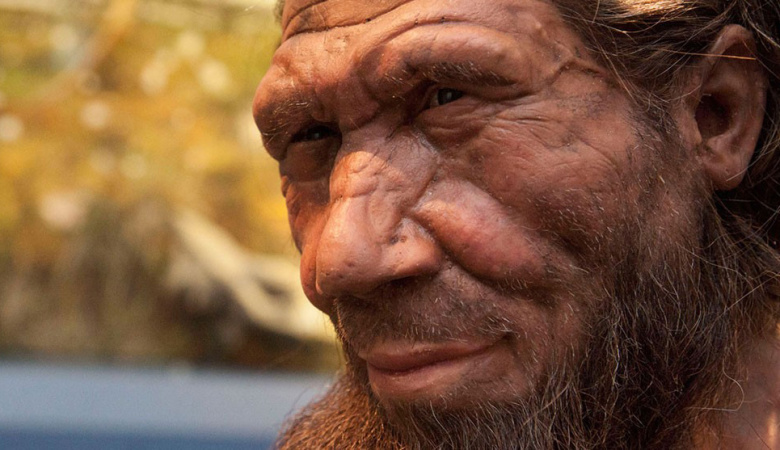 Модель неандертальца в Музее естественной истории, Лондон