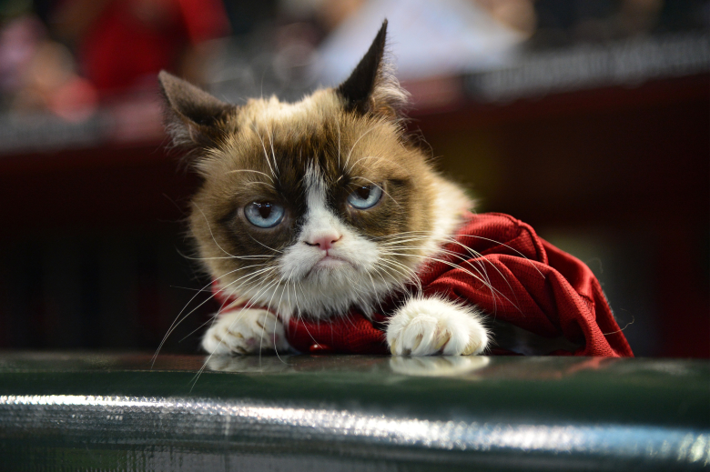Grumpy Cat на бейсбольном матче в Аризоне, США
