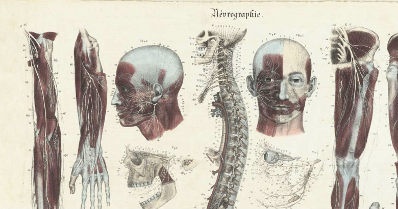Жан-Батист Сарландьер. Анатомический атлас, 1829 год