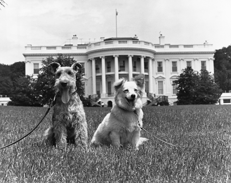 Пушинка (справа) и вельш-терьер Чарли на фоне Белого дома. Фото: Corbis / Getty Images