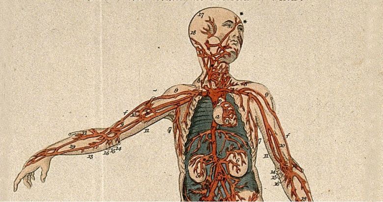 Иллюстрация из анатомического атласа. Иллюстрация: wellcomeimages.com