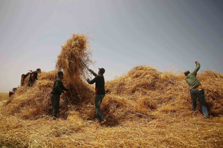 Сбор урожая пшеницы в восточной части Газы, Палестина, 8 мая 2022 года