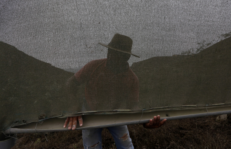 Фермер в Лиме устанавливает сеть, которая сохраняет влагу из тумана. Фото: Mariana Bazo / Reuters