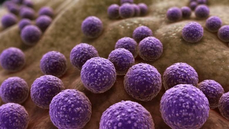 Staphylococcus aureus. Фото: wikipedia.org