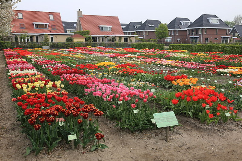 Коллекция исторических сортов тюльпанов в питомнике фонда Hortus Bulborum в Лиммене (Нидерланды). На переднем плане, слева направо: тюльпаны Триумф, Менделевы тюльпаны, тюльпаны Тубергена
