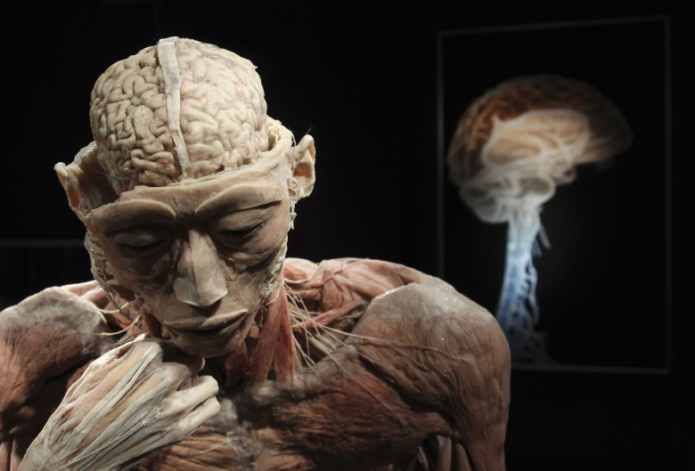 Экспонат выставки "Человеческое тело", Остенде, Бельгия. Фото: Francois Lenoir / Reuters