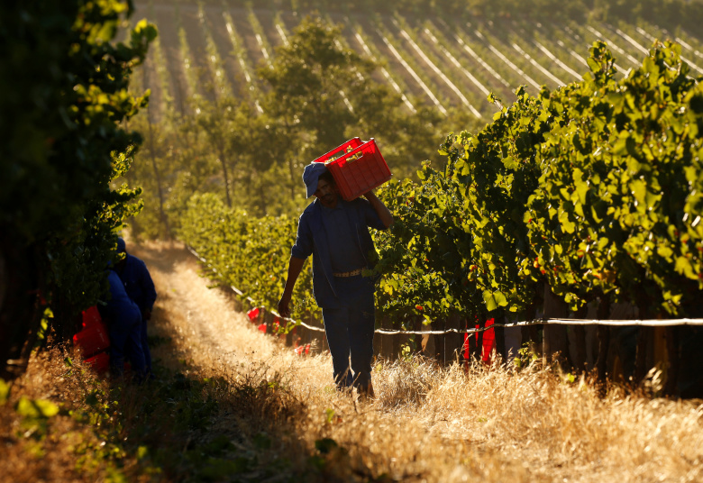 Работник винной фабрики недалеко от Кейптауна. Фото: Mike Hutchings / Reuters