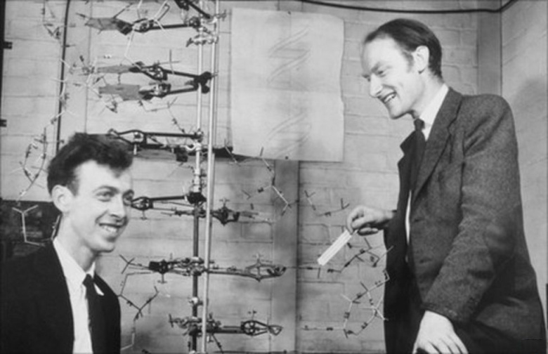 Фрэнсис Крик (справа) и Джеймс Уотсон с моделью ДНК, 1953