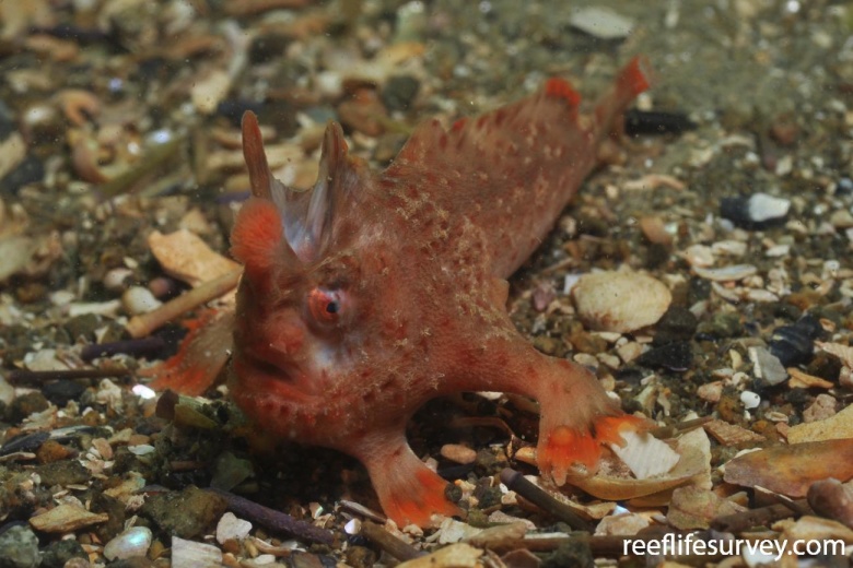 Thymichthys politus. Фото: Rick Stuart-Smith / reeflifesurvey.com