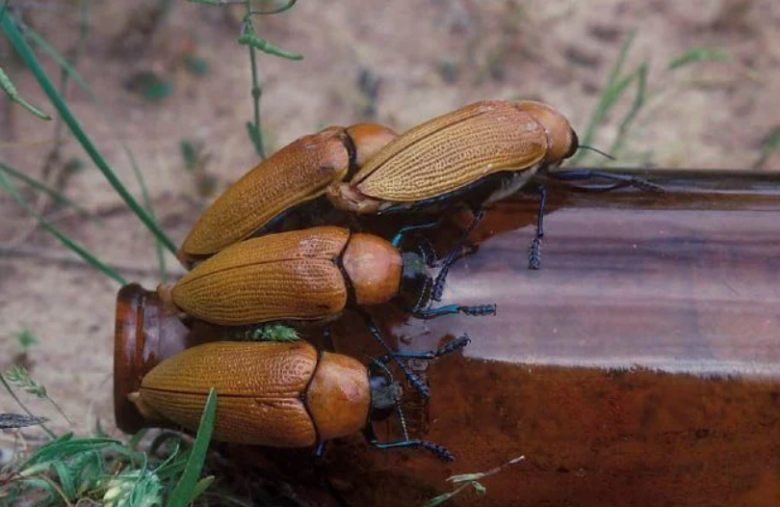 Австралийские жуки Julodimorpha bakewelli пытаются спариться с пустой пивной бутылкой, которая кажется им более гладкой, блестящей и привлекательной, чем самки их собственного вида. Примерно такую же схему эксплуатирует порноиндустрия