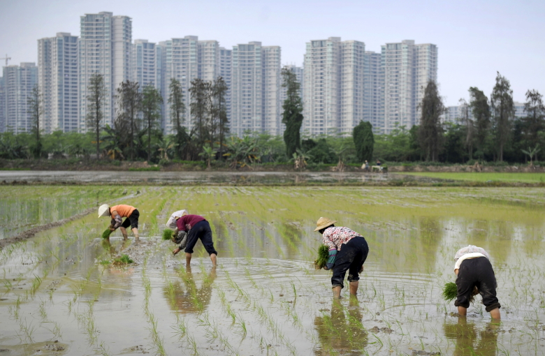 Фермеры сажают рис в провинции Гуандун. Фото: Reuters