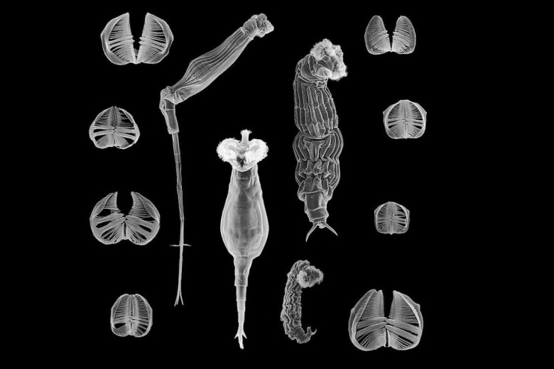 Некоторые из видов Bdelloidea и структуры их челюстей. Изображение: Diego Fontaneto / wikipedia.org
