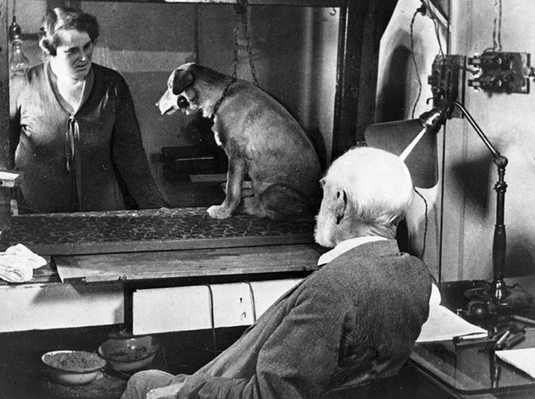 Академик Павлов наблюдает за ходом эксперимента по выработке условных рефлексов у собаки