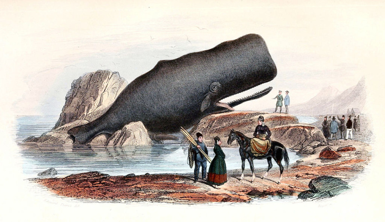 Кашалот, выброшенный на берег. Иллюстрация из "Естественной истории китов" Бернара Жермена де Ласепеда, 1805.