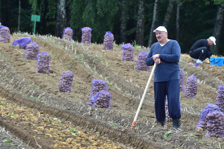 Александр Лукашенко во время сбора урожая картофеля, 2017 год. Фото: Андрей Стасевич / БелТа / ТАСС
